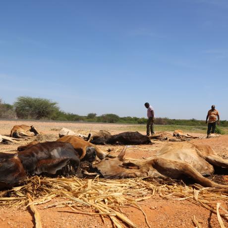Carcasses of livestock scatter the drought-ridden landscape in Garissa County, Kenya 